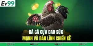 Đá Gà Cựa Dao EV99 – Thách Thức Bản Lĩnh Của Chiến Kê